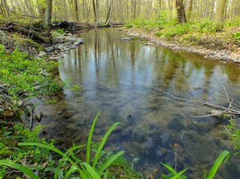 Imagen Gratis Agua Río Naturaleza Bosque Verde Ecología Arroyo