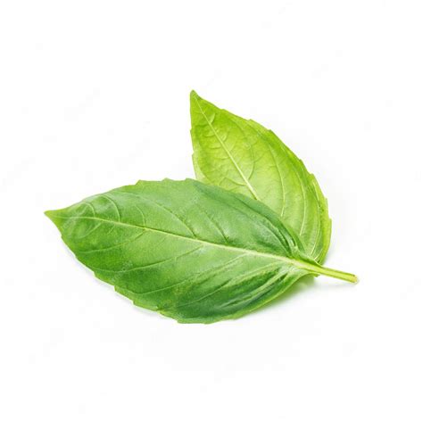 Premium Photo Close Up Studio Shot Of Fresh Green Basil Herb Leaves