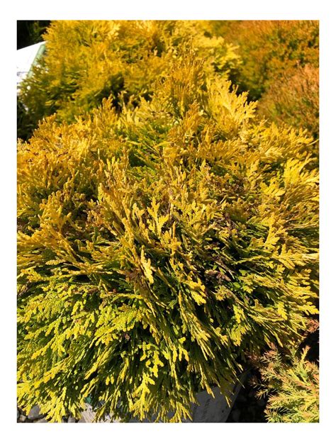 Pruning an overgrown gold thread cypress | hunker. Cypress Gold Charm