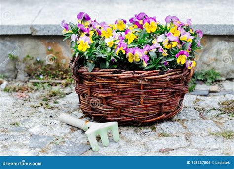 Colorful Spring Flowers Pansies In A Wicker Basket Gardening Time