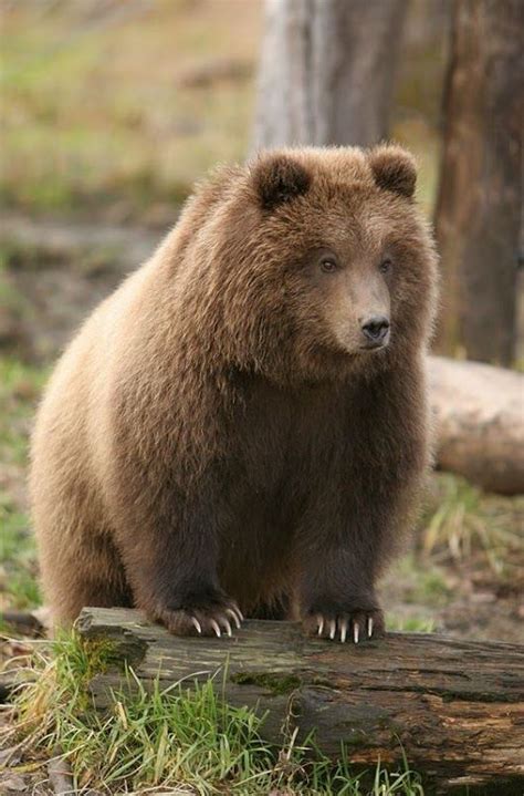 Kodiak Or Grizzley Beautiful Bear Bear Cubs Brown Bear Cute Animals