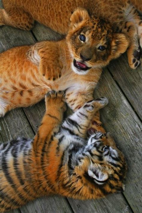 A Lion And A Tiger Cub ~ Happily Playing Together Another Lion Cub