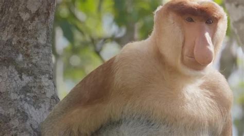 Worlds Weirdest Animal Faces Apple Tv