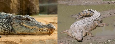 Alligators And Crocodiles Whats The Difference Orchard Of Life
