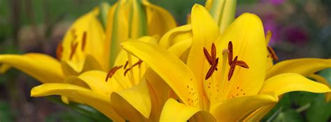 Flower Head Plant Yellow Lily Flower Closeup Photography Lily