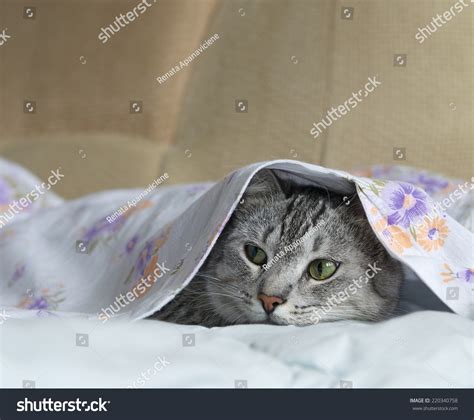 Cat Cat In A Bed Cat Hiding In A Bed Playing Cat Cat Under The