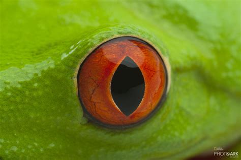 Photo Ark Home Red Eyed Tree Frog National Geographic Society Red