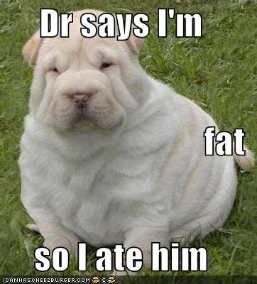 Your pet is fat dog person what how dare you call my dog fat ill have you know that hes. I'm A Fat Dog - What Breed Is it