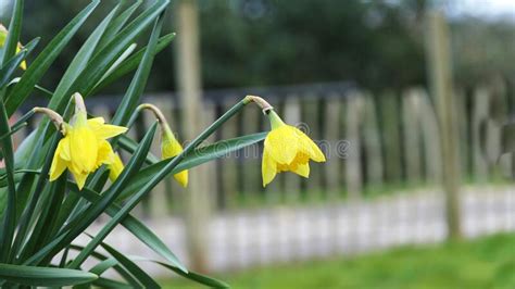 Lovely Bunch Of Beautiful Yellow Daffodils Growing In Garden Stock