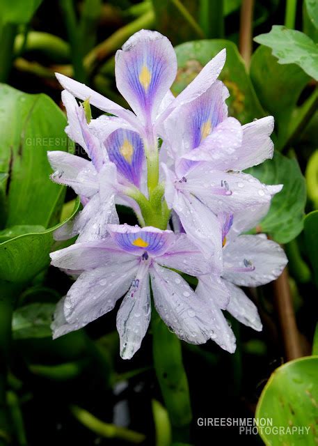 Flowers Gireeshmenon Water Hyacinth Kulavazha Eichhornia Crassipes