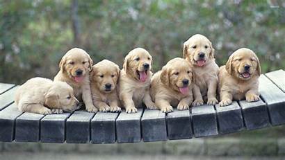Retriever Puppies Golden Wallpapers Puppy Dog Animals