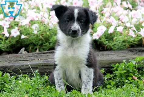 Derek Border Collie Mix Puppy For Sale Keystone Puppies