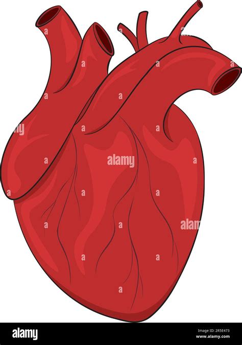 Realistic Anatomical Human Heart Vector Illustration Stock Vector Image