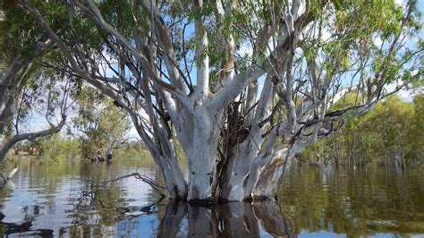 Une Discovery Australias Favourite Tree