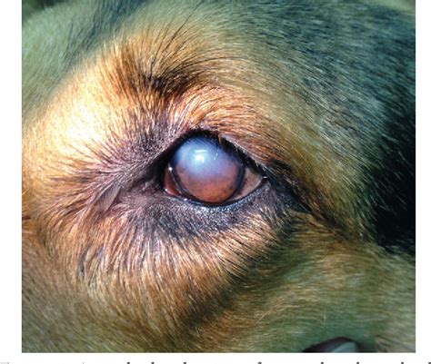Figure 2 From Penetrating Eye Injury In A Dog A Case Report Semantic
