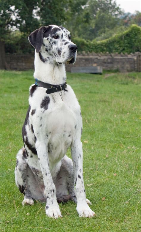 Dog Great Dane Free Stock Photo Public Domain Pictures