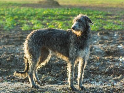 scottish deerhound information dog breeds  thepetowners