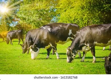 Dairy Cows Panorama Royalty Free Images Stock Photos Pictures Shutterstock