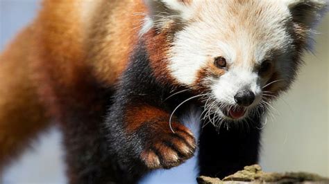 Seattle Zoo Welcomes Adorable New Red Panda Kiro 7 News Seattle