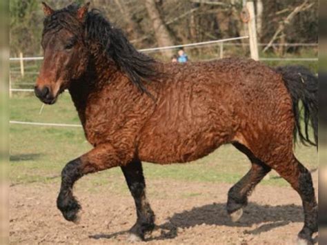 The Bashkir Curly Horse Behind Americas Unique Breed