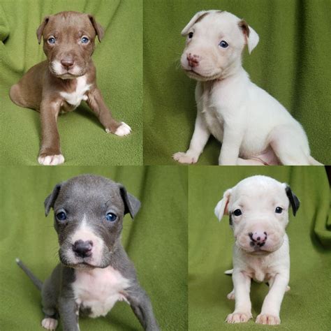 Sadly, her family surrendered her. Adopt Autumn and Pups on | Cute animals, Pitbull pictures ...