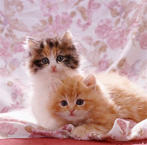 Top 20 Pictures of Cute Cats - AmO Images - AmO Images