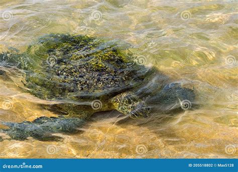 A Sea Turtle Swam To The Shore Stock Photo Image Of Carcass Animal
