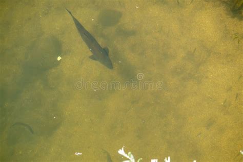 Barbus Fish Swimming In The Clear Water River Overhead View Stock