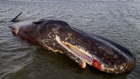 Shocking Pictures Show Huge 40ft Sperm Whale Washed Up Dead On Angus