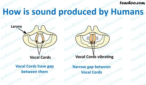 How Is Sound Produced By Humans Science Notes Teachoo