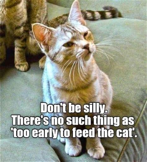 34 Cool Funny Quotes Life Cat Quotes Funny Funny Cat Memes Funny