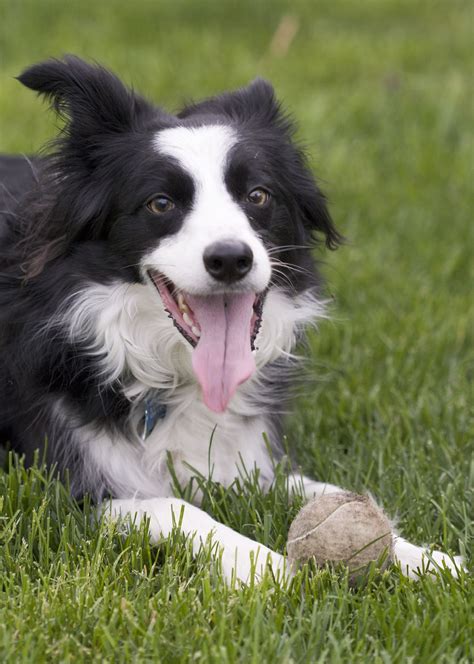Fileborder Collie Panting Wikimedia Commons