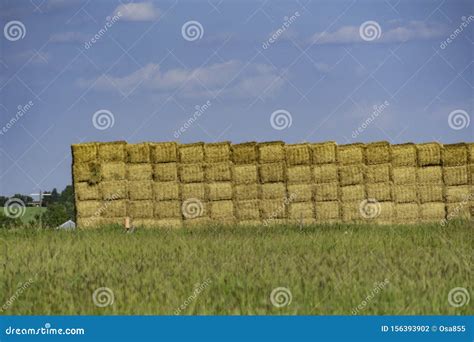 Stacked Square Bales Of Hay In A Farm Field Stock Photo Image Of