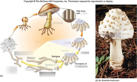 Kingdom Fungi Diagram Quizlet