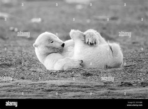 Playful Polar Bear Ursus Maritimus In The Arctic Circle Of Kaktovik