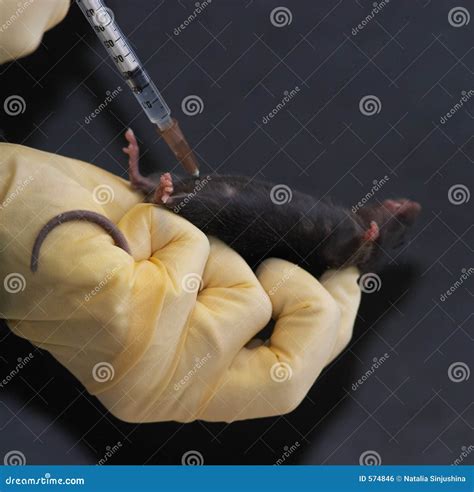 Laboratory Mouse Given Intraperitoneal Injection 2 Stock Photo Image