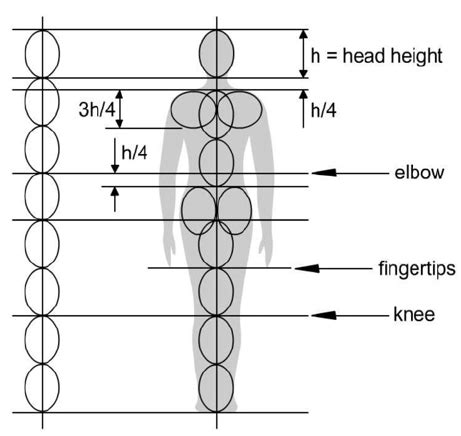 Proportions Of The Human Body With Respect To The Height Of The Head Download Scientific Diagram