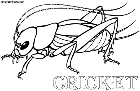 Cricket Coloring Coloring Pages