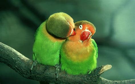 Hd Wallpaper Birds In Love Are Kissing Two Green And Orange Love
