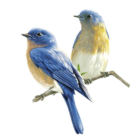 Bluebird Png 20 Free Cliparts Download Images On Clipground 2024
