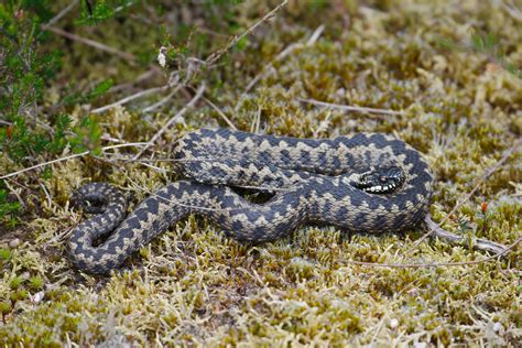 Adder Young Adder On Thursley Common First Ve Seen This Flickr