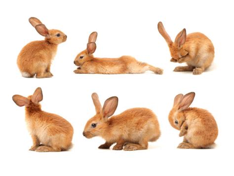 Rabbit Profile Stock Photos Pictures And Royalty Free Images Istock