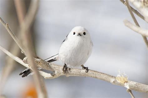 Shima Enaga Kuşunun Muhteşem Güzelliği