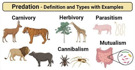 Predation Interaction Definition And Types With Examples