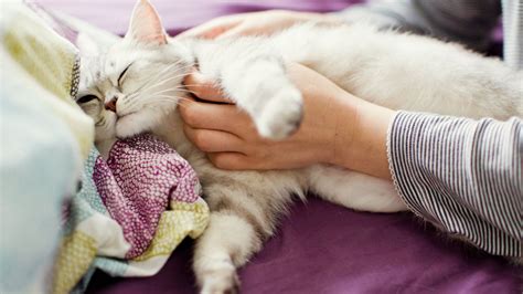 Pre Labor Signs In Cats To Know To Care Of Your Cat Effectively