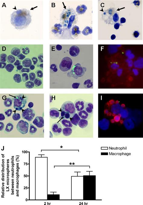 The Role Of The Bone Marrow In Neutrophil Clearance Under Homeostatic