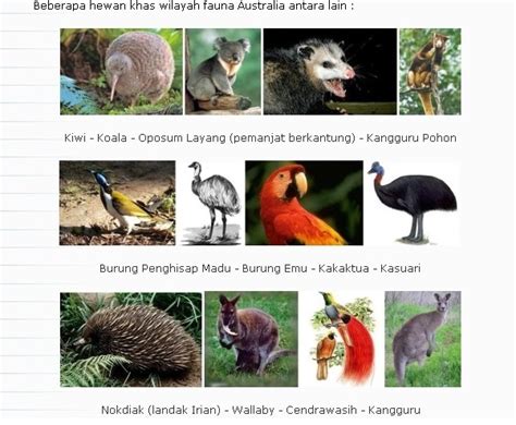 Apa saja fauna endemik langka yang berhabitat di indonesia? Fauna Australis - Pengertian dan Ciri-Ciri Fauna Australis ...