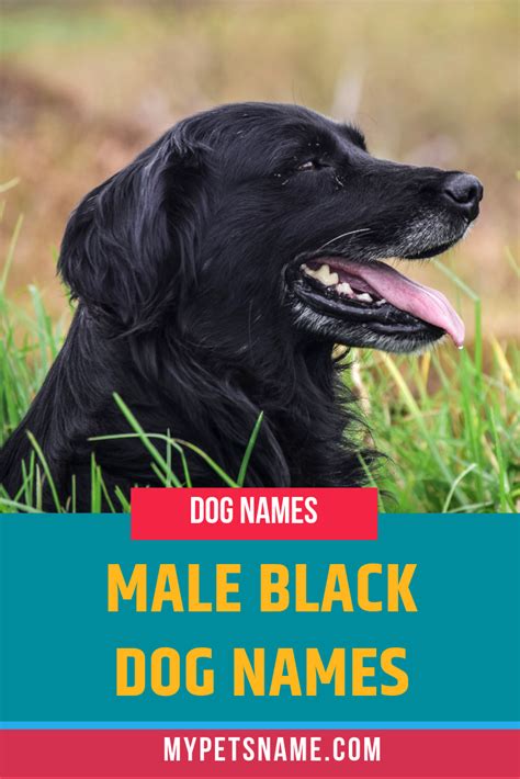 Pin On Black Pet Names