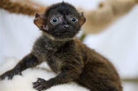 Endangered Blue Eyed Black Lemur Very Rare Born At