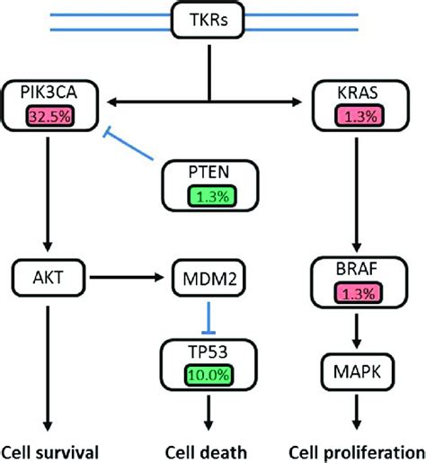 Signaling Pathways In Breast Cancer With Gene Mutations Genetic Download Scientific Diagram